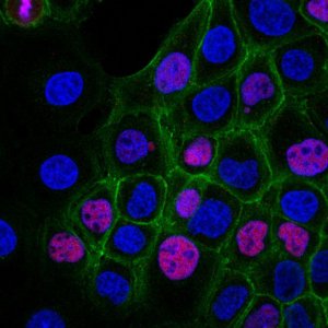 Sheep Anti-Mouse IgG Antibody, Species absorbed, Cy3 conjugate AC111C