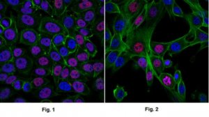 Sheep Anti-Mouse IgG Antibody, Species absorbed, Cy3 conjugate AC111C