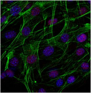 Sheep Anti-Rabbit IgG Antibody, Cy3 conjugate AP510C