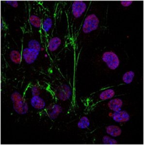 Sheep Anti-Rabbit IgG Antibody, Cy3 conjugate AP510C