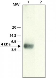 Anti--Amyloid (22-35) antibody produced in rabbit 