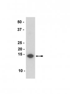Anti--Synuclein Antibody, clone Syn211 
