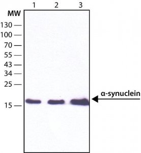 Anti--Synuclein antibody, Mouse monoclonal 