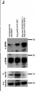 Anti--Tubulin antibody produced in rabbit 