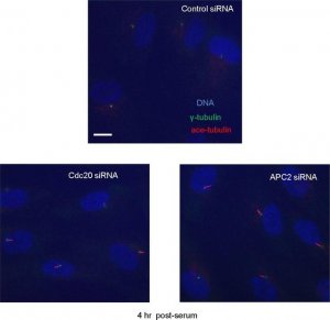 Anti--Tubulin antibody produced in rabbit 