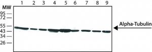 Anti--Tubulin antibody, Mouse monoclonal 