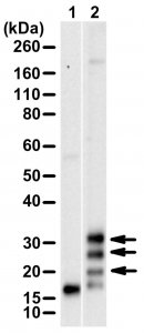 Anti-2A Peptide 