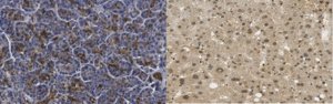 Anti-4EBP2 Antibody, clone 16D9.1 