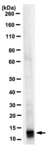 Anti-4EBP2 Antibody, clone 16D9.1 