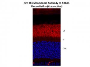 Anti-ABCA4 Antibody, clone 3F4 