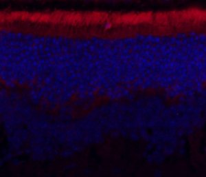 Anti-ABCA4 Antibody, clone 3F4 