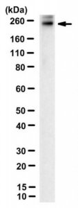 Anti-ABCA4 Antibody, clone 5B4 