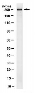 Anti-Acetyl CoA Carboxylase 1 Antibody, clone 10H2.1 