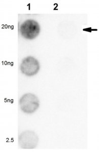 Anti-Acetyl MLL1 (KMT2A) (Lys 1130/1133) 