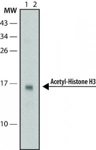 Anti-acetyl-Histone H3 (Ac-Lys9) antibody, Mouse monoclonal 