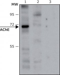 Anti-Acetylcholinesterase (AChE) antibody produced in rabbit 