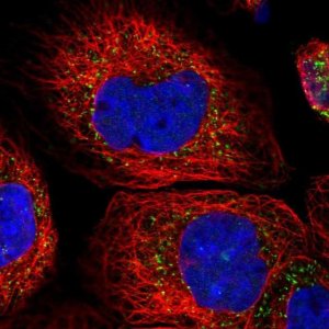 Anti-ACOX3 antibody produced in rabbit 