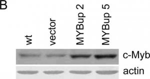 Anti-Actin (20-33) antibody produced in rabbit 