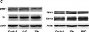 Anti-Actin antibody , Mouse monoclonal 