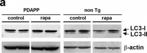 Anti-Actin antibody , Mouse monoclonal 
