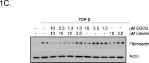 Anti-Actin, -Smooth Muscle antibody, Mouse monoclonal 