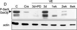 Anti-Actin, N-terminal antibody produced in rabbit 