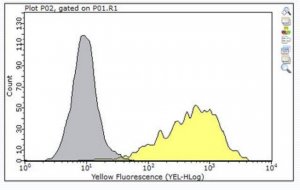Anti-ADAM 12 Antibody, clone 6E6 