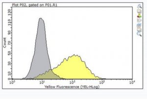 Anti-ADAM 12 Antibody, clone 8F8 