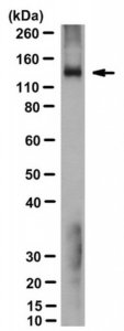 Anti-Adenylate Cyclase 5 Antibody, clone 19D5.C1 