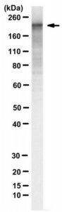 Anti-Adenylate Cyclase Toxin Antibody, B. pertussis Antibody, clone 3D1 