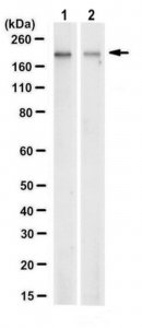 Anti-Agrin Antibody, clone 1H10.1 