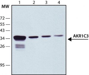Anti-AKR1C3 antibody, Mouse monoclonal 