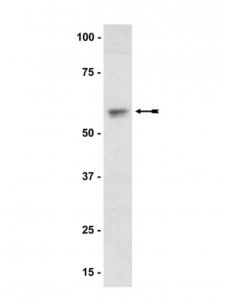 Anti-Akt1/PKB Antibody 