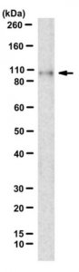 Anti-Alpha-Catenin Antibody, clone 1G5 