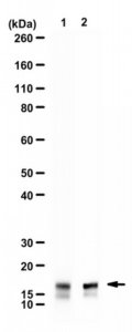 Anti-alpha-Synuclein 