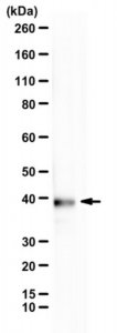 Anti-alpha-synuclein N103 fragment 