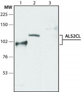 Anti-ALS2CL (N-terminal region) antibody produced in rabbit 
