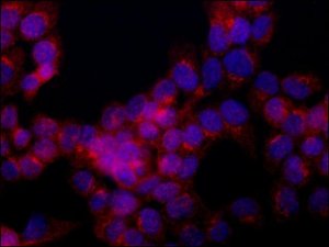 Anti-ALS2CL (N-terminal) antibody produced in rabbit 