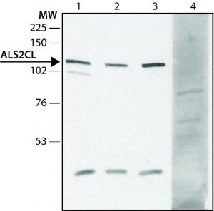 Anti-ALS2CL (N-terminal) antibody produced in rabbit 