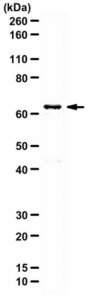 Anti-AMPK 1 Antibody 