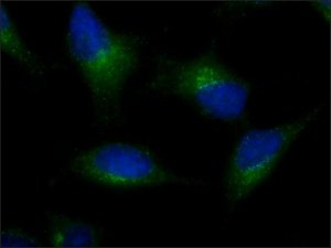 Anti-AMSH-LP / STAMBPL1 (C-terminal) antibody produced in rabbit 
