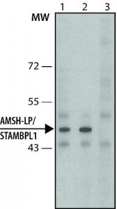 Anti-AMSH-LP / STAMBPL1 (C-terminal) antibody produced in rabbit 