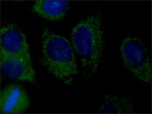 Anti-AMSH-LP/STAMBPL1 antibody produced in rabbit 