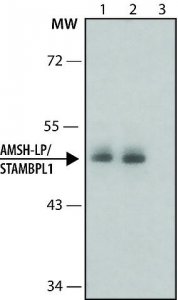 Anti-AMSH-LP/STAMBPL1 antibody produced in rabbit 