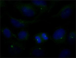 Anti-AMSH/STAMBP antibody produced in rabbit 