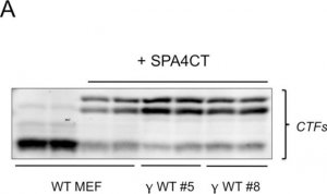 Anti-Amyloid Precursor Protein, C-Terminal antibody produced in rabbit 