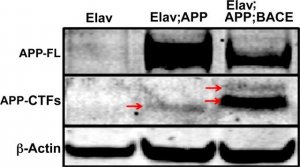 Anti-Amyloid Precursor Protein, C-Terminal antibody produced in rabbit 