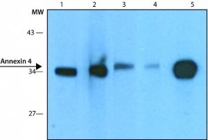 Anti-Annexin 4 antibody,Mouse monoclonal 