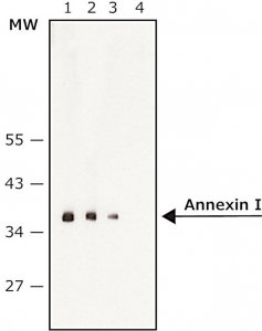 Anti-Annexin I antibody,Mouse monoclonal 