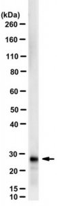 Anti-Apolipoprotein A-I Antibody, clone Wt20-7 